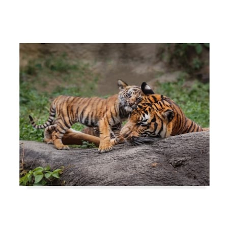 Galloimages Online 'Malayan Tiger Cub Priceless' Canvas Art,35x47
